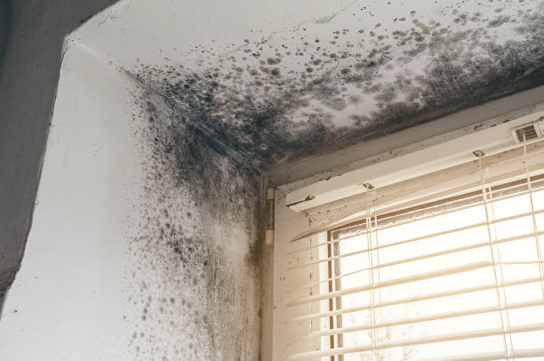 Trusted Attic Mold Removal service in Gates, NC - Cheap Mold Removal