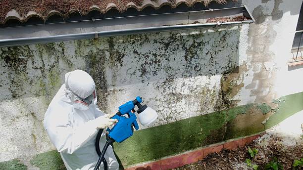 Trusted Basement Mold Remediation service in Gates, NC - Cheap Mold Removal